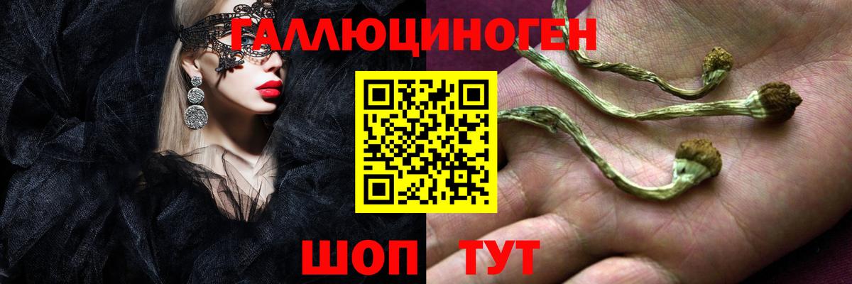 Чита  Галлюциногенные грибы Cubensis  Вход с VPN 